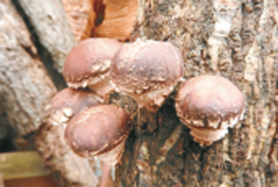 Shiitake mushroom bed making experience