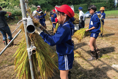 Rice farming experience 