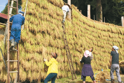 Experience of rice-harvesting/hasakake (Rice rack hanging)