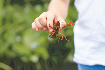 ザリガニ釣り体験